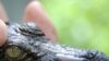 A close-up of a Siamese crocodile hatchling at Phnom Tamao Wildlife Rescue Centre, Cambodia, 19 Nov 2009