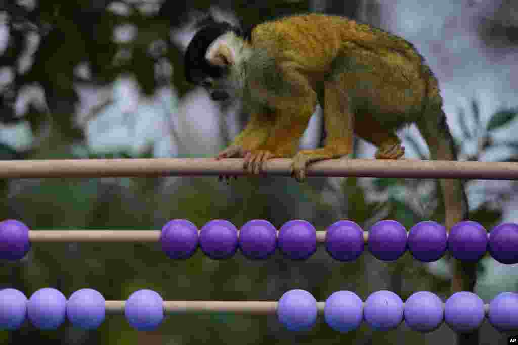 Squirrel Monkeys eat treats given to them by keeper Sam Story at the London Zoo, as the zoo conducts its annual stocktake in London.