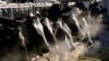 Во тек се истраги за да се дознаат ризиците од птичји грип кај крави неодамна пронајдени во 29 стада низ осум различни американски држави.