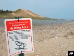 In this May 30, 2019 photo, a sign warns visitors of a piping plover nesting area in Glen Haven, Mich. (AP Photo/John Flesher)