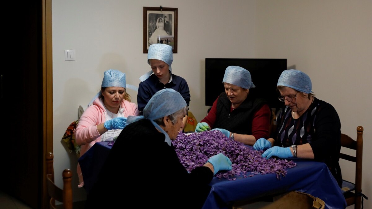 Crocus Fields and Saffron Trade Growing in Greece