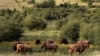 FILE - A herd of bisons graze on grass at a wildlife sanctuary in Milovice, Czech Republic, July 28, 2020. 