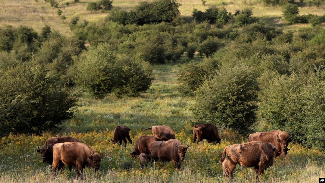 FILE - A herd of bisons graze on grass at a wildlife sanctuary in Milovice, Czech Republic, July 28, 2020. 