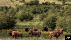 FILE - A herd of bisons graze on grass at a wildlife sanctuary in Milovice, Czech Republic, July 28, 2020. 