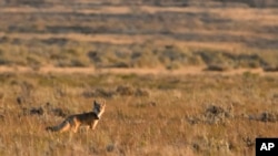 Rewilding Native Americans Northern Plain