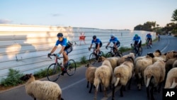 Sekelompok pengendara sepeda naik di samping kawanan kecil domba selama karantina wilayah untuk mengekang penyebaran virus corona, di taman Hayarkon di Tel Aviv, Israel, Rabu, 14 Oktober 2020. (Foto: AP)