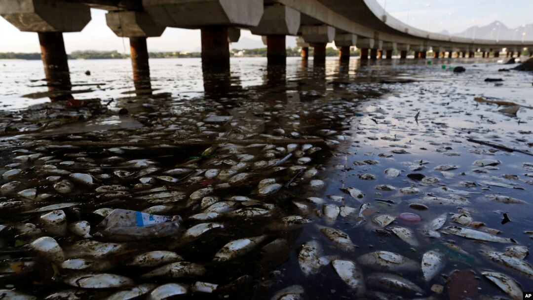 Ikan mati dan sampah mengapung di Pantai Guanabara di Rio de Janeiro, Brazil (25/2), salah satu lokasi kompetisi olahraga air dalam Olimpiade 2016. (AP/Leo Correa)