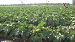 دوکانداران وايي نن سبا د سبزو بېي ښې دي