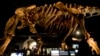 From Tiny to Titan: Baby Dinosaur Fossils Reveal Megagrowth