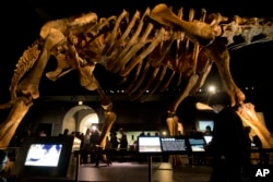 FILE - A fourth grader inspects the replica of a 122-foot-long dinosaur belonging to a group known as titanosaurs on display at the American Museum of Natural History in New York, Jan. 14, 2016.