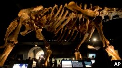 FILE - A fourth grader inspects the replica of a 122-foot-long dinosaur belonging to a group known as titanosaurs on display at the American Museum of Natural History in New York, Jan. 14, 2016. 