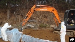 Workers bury a cow slaughtered by order from health authorities after they were found to be exposed to foot-and-mouth disease at a farm in Chuncheon, about 90 km (55 miles) northeast of Seoul, 23 Dec 2010.