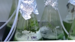 Researchers Test Algae Biofuel in Hong Kong