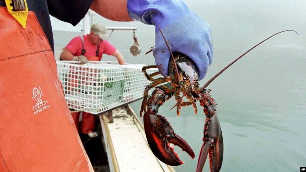 资料照片：渔民抓着在缅因州海域捕获的龙虾。(photo:VOA)