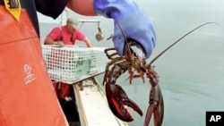 资料照片：渔民抓着在缅因州海域捕获的龙虾。