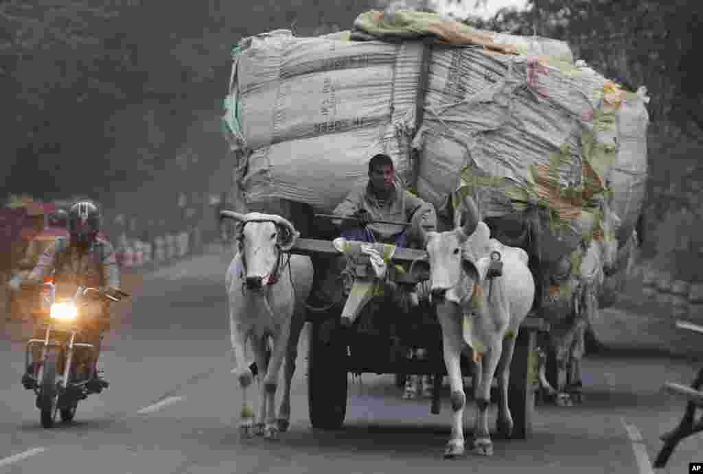 A person rides past a bullock cart carrying large containers of wheat straw in the Bareilly district of the northern state of Uttar Pradesh, India.