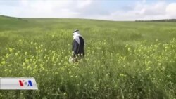 Îsal Rewşa Çandinî li Kobanê Rind E
