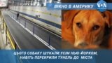 Як собака зупинив тунель до Нью-Йорка