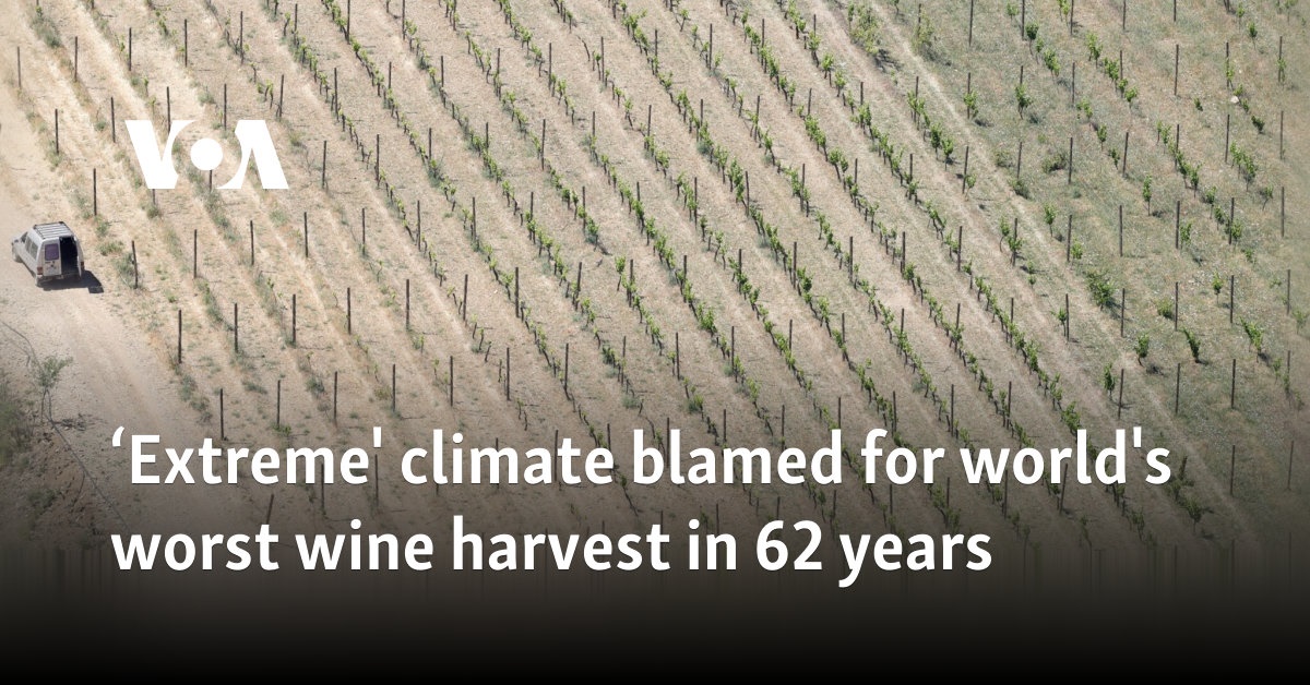 ‘Extreme’ climate blamed for world’s worst wine harvest in 62 years