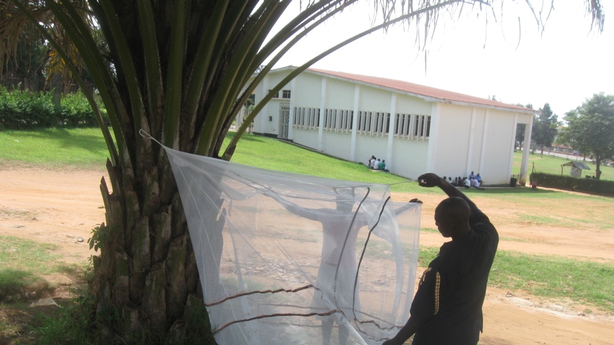 Consistency Key to Fighting Malaria With InsecticideTreated Bed Nets