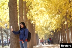 A woman takes pictures under ginkgo trees outside Diaoyutai State Guest House on a late autumn day in Beijing, China, November 2018. REUTERS/Jason Lee.