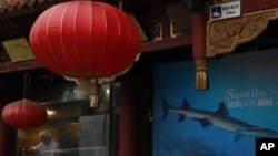 A chef cooks in the kitchen of a restaurant advocating the public not to eat shark fin in Beijing, China