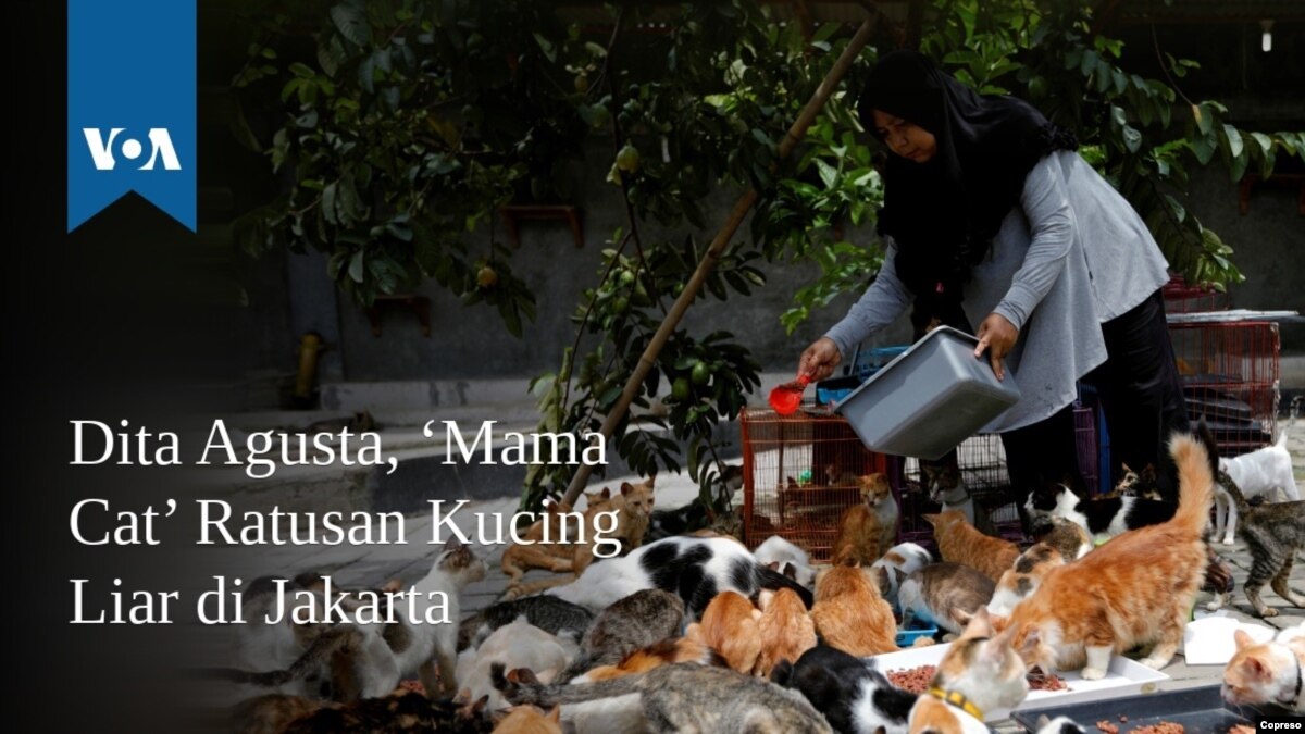 Dita Agusta Mama Cat Ratusan Kucing Liar Di Jakarta