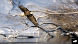 FILE - A bald eagle surveys the water while flying over the Des Moines River, Sunday, Jan. 11, 2009, below the Lake Red Rock dam near Pella, Iowa. On Dec. 28, 1973, President Richard Nixon signed the Endangered Species Act.