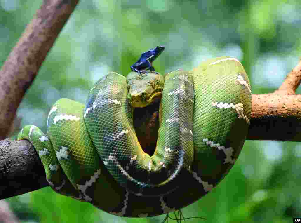 싱가포르 동물원에 새로 문을 연 파충류 전시관의 에메랄드 트리 보아 뱀 위에 독개구리가 앉아있다.