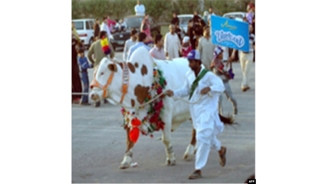 Texas: Chorvachilik yarmarkarlari va rodeo o'yinlari