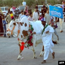 Texas: Chorvachilik yarmarkarlari va rodeo o'yinlari