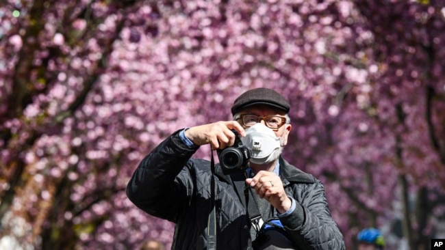 A man with a mask to protect from the coronavirus takes pictures under blooming cherry trees in Bonn, Germany, Sunday, April 5, 2020. (AP Photo/Martin Meissner)