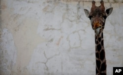 Ciro, a juvenile giraffe, stands in his enclosure, which he use to share with his mom Shaki, at the eco-park in Buenos Aires, Argentina, Aug. 7, 2018. Shaki died recently because of a stomach ulcer.