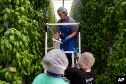 Workers check produce plants at a vertical farm greenhouse in Cleburne, Texas, Aug. 29, 2023. (AP Photo/LM Otero)