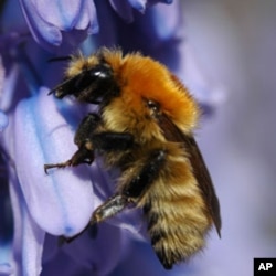 Bumblebees pollinate tomatoes, raspberries, strawberries and other fruits and vegetables.