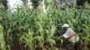 FILE - A farmer searches for locusts in a maize field in Meru, Kenya, Feb. 10, 2021.