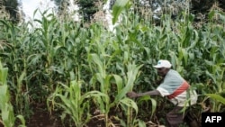 FILE - A farmer searches for locusts in a maize field in Meru, Kenya, Feb. 10, 2021.