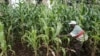 FILE - A farmer searches for locusts in a maize field in Meru, Kenya, Feb. 10, 2021.