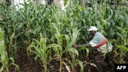 FILE - A farmer searches for locusts in a maize field in Meru, Kenya, Feb. 10, 2021.