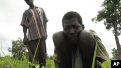 FILE - A laborer tends to a field in the Central African Republic, despite his affliction with river blindness. 