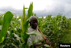 FILE - Subsistence farmer Nelson Sikanawawe walks through his field of maize after late rains near the capital Lilongwe, Malawi.
