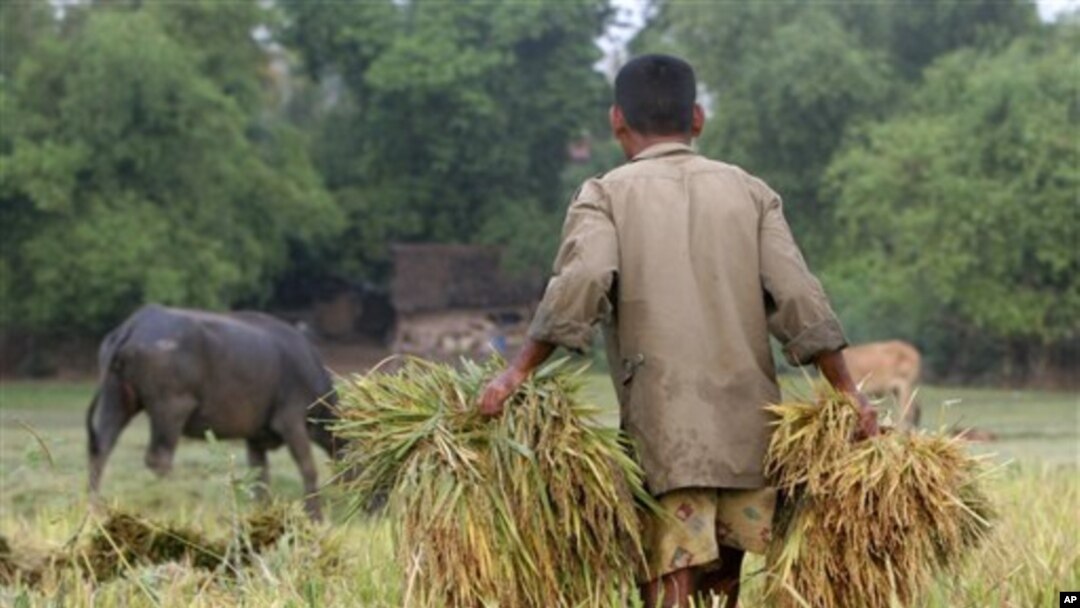 A Cambodian man carries rice at a paddy rice farm in Bekpeang village, Kampong Cham province (FILE).