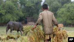 A Cambodian man carries rice at a paddy rice farm in Bekpeang village, Kampong Cham province (FILE).