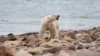 Istraživanje: Polarni medvedi dugoročno ugroženi