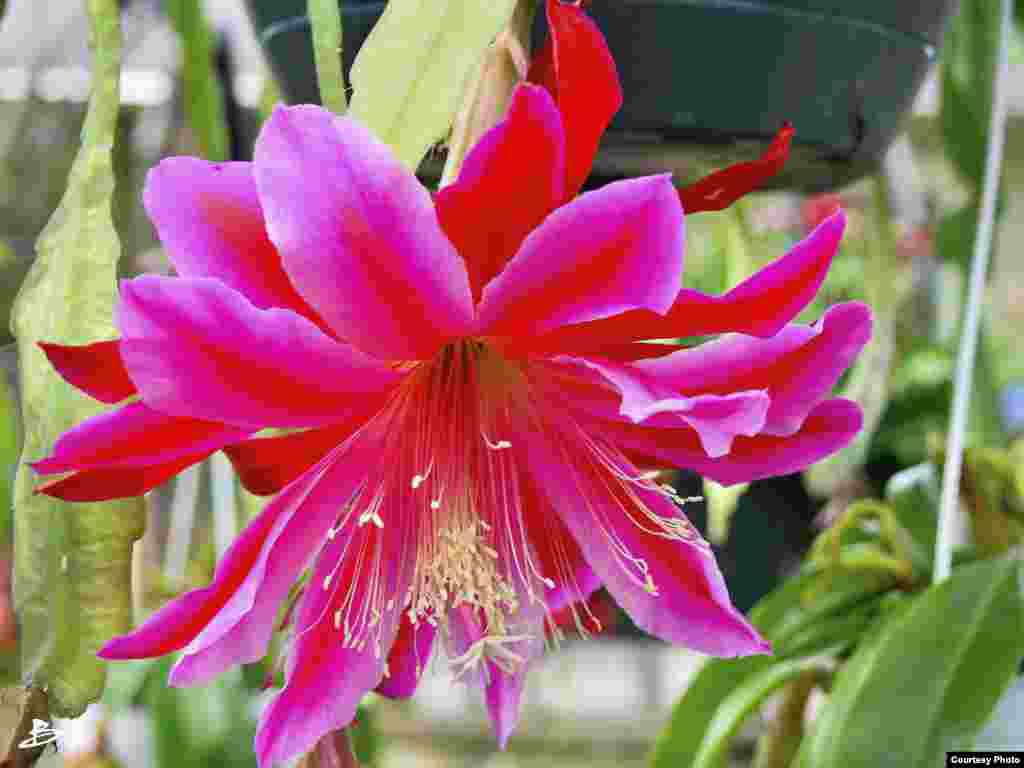 Epiphyllum oxypetalum (kraljica noći) u punom cvatu. (Photo taken in Richmond, Texas, USA by Bevan Nguyen/VOA reader)