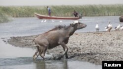 FILE - A water buffalo is seen in the waters of the marshes in Nassiriya, Iraq, June 26, 2018. 