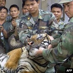 Tigrovi su česta meta lovaca, jer se veruje da pojedini delovi njihovog tela imaju isceliteljsku moć