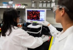 Исследователи изучают образец респираторного вируса в лабораториях Novavax в Роквилле, штат Мэриленд, 20 марта 2020 года, в одной из лабораторий, разрабатывающих вакцину для коронавируса