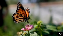 FILE - This August 19, 2015, photo shows a monarch butterfly landing on a flower in Vista, California. (AP File Photo/Gregory Bull)