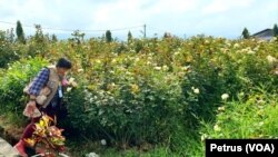 Lahan pertanian tanaman bunga mawar di Desa Bulukerto, Kecamatan Bumiaji, Kota Batu, Jawa Timur. (Foto: VOA/ Petrus)